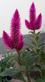 20180825_113502-1.webp