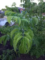 IMG-20180825-WA0006[1].webp