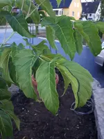 IMG-20180825-WA0007[1].webp
