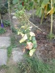 IMG_20180826_155157.jpg