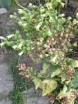 IMG_20180826_155134.jpg