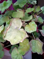 IMG_20180826_172750.webp