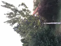 Baum gesamt.webp