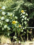 P1100642Sonnenblumen im Hochbeet.jpg