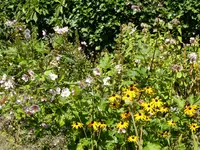 P1100636Sonnenhut und Herbstanemonen.jpg