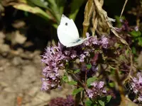 P1100635Oreganum mit Falter.webp