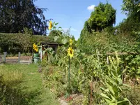 P1100632Blumenkannte.jpg