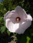 P1100666Hibiskus.jpg