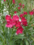 P1100744Oleander.jpg