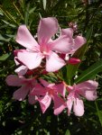 P1100665Oleander.jpg