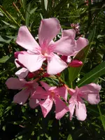 P1100665Oleander.webp