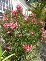 P1100664Oleander.jpg