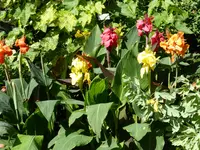 P1100679Calla.webp