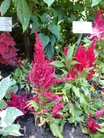 P1100661Federbusch-Celosie Fresh look red.jpg