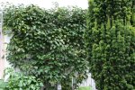 Bayernkiwi Weiki0117.jpg