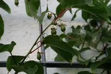 Bayernkiwi0308.webp