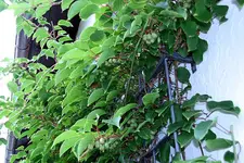 Weiki1211.webp
