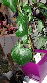 WhatsApp Image 2018-08-28 at 01.15.59.webp