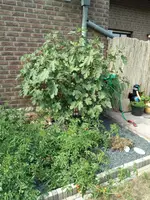 IMG_20180826_145503.webp