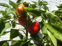 BILD0605.webp