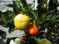 BILD0606.webp