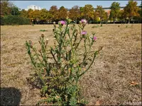 c010.webp
