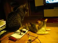 IMGP6692.webp