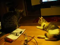 IMGP6693.webp