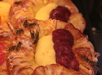 Wespen_wasps_900.JPG
