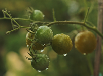 Limetto_Spätsommer_800.webp