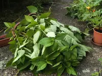 BILD0619.webp