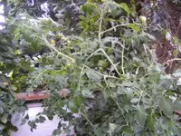 BILD0626.webp