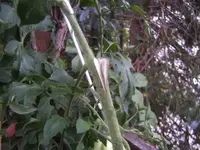 BILD0627.webp