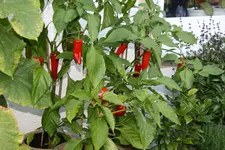 Chilie0618.webp
