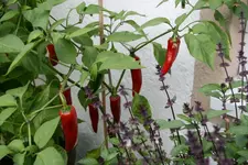 Chilie0918.webp