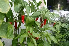 Chilie1118.webp