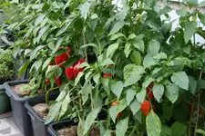 Paprika1718.webp