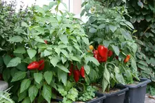 Paprika1818.webp