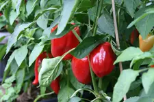 Paprika1918.webp
