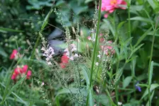 Leinkraut0118.webp