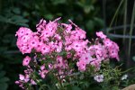 Phlox6518  JPG.jpg