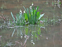 Maerzenbecher IMG_0975.JPG