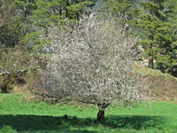 Mirabelle IMG_1712.JPG