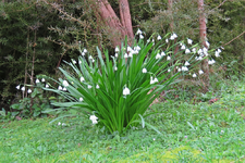 Maerzenbecher IMG_1838.JPG