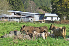 Kuehe IMG_1772.JPG