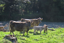 Kuehe IMG_1768.JPG
