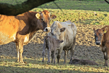 Kuehe IMG_1384.JPG