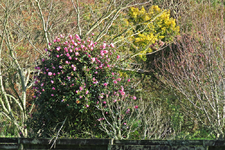Buesche IMG_1980.JPG