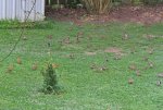 Voegel IMG_1864.JPG