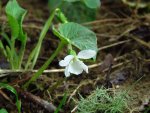 Veilchen weiss IMG_0877.JPG